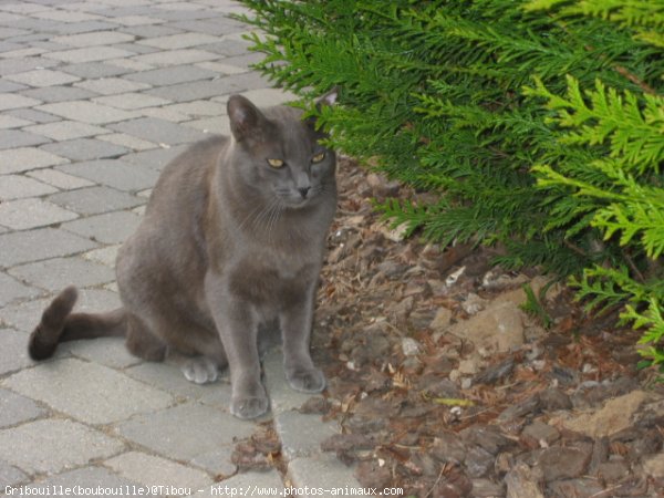 Photo de Chat domestique