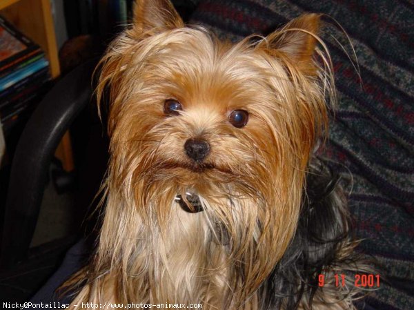 Photo de Yorkshire terrier