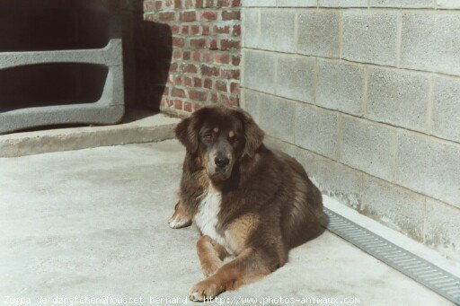 Photo de Dogue du tibet