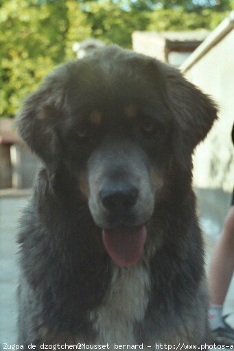 Photo de Dogue du tibet