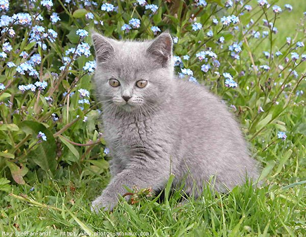 Photo de British shorthair