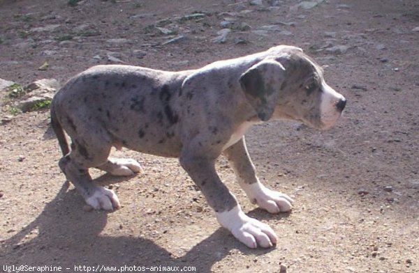 Photo de Dogue allemand