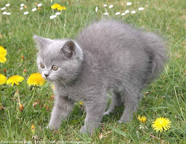 Photo de British shorthair