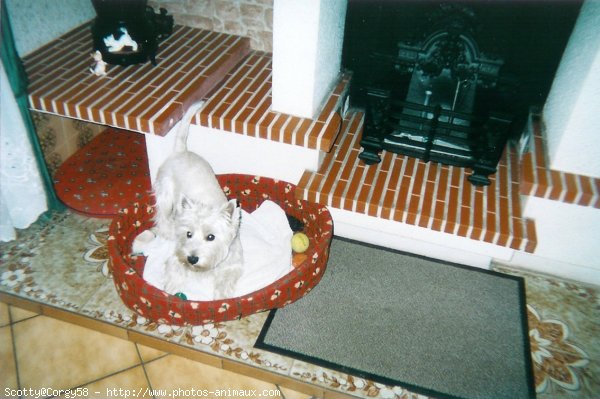 Photo de West highland white terrier