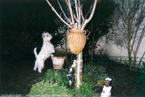 Photo de West highland white terrier