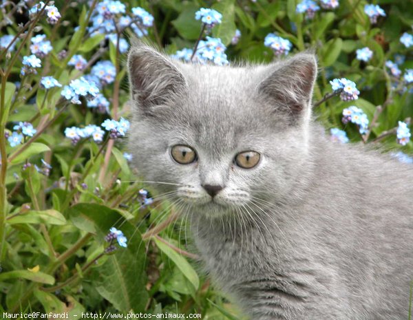 Photo de British shorthair