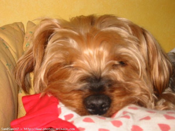 Photo de Yorkshire terrier