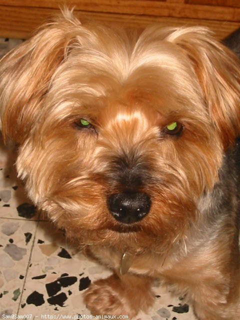 Photo de Yorkshire terrier