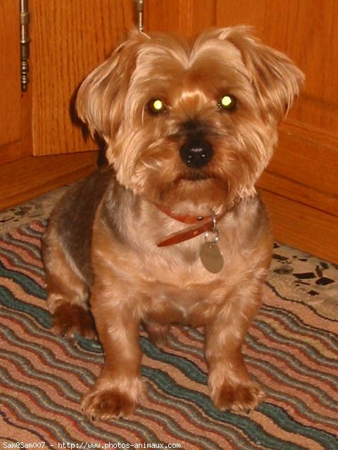 Photo de Yorkshire terrier