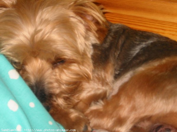 Photo de Yorkshire terrier