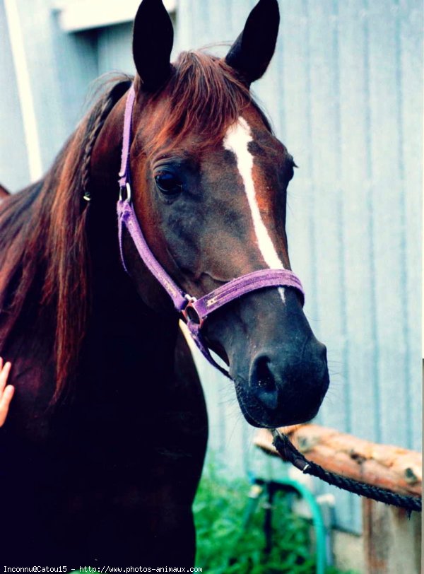 Photo de Quarter horse