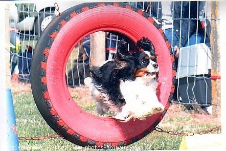 Photo de Cavalier king charles spaniel