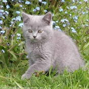 Photo de British shorthair