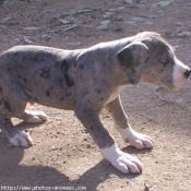 Photo de Dogue allemand