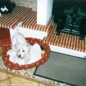 Photo de West highland white terrier