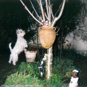 Photo de West highland white terrier