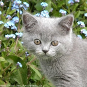 Photo de British shorthair