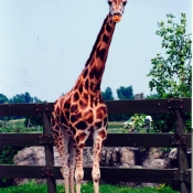 Photo de Girafe