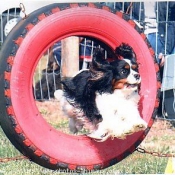 Photo de Cavalier king charles spaniel