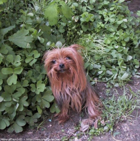 Photo de Yorkshire terrier