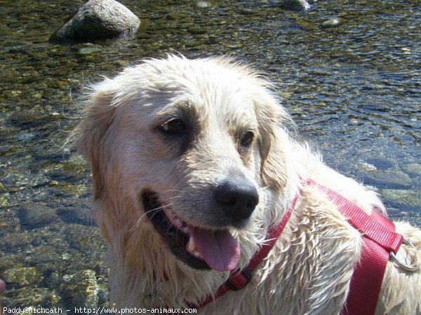 Photo de Golden retriever