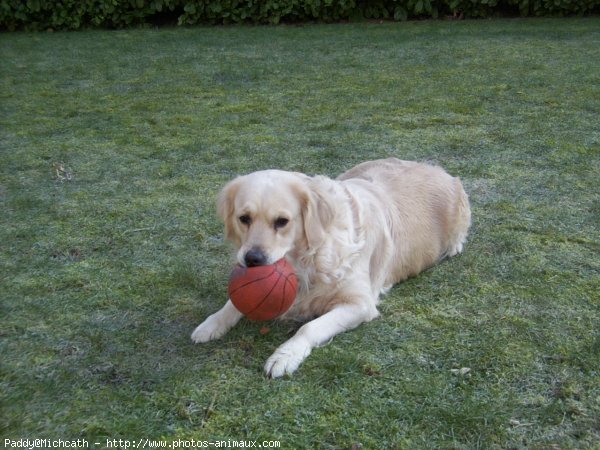 Photo de Golden retriever