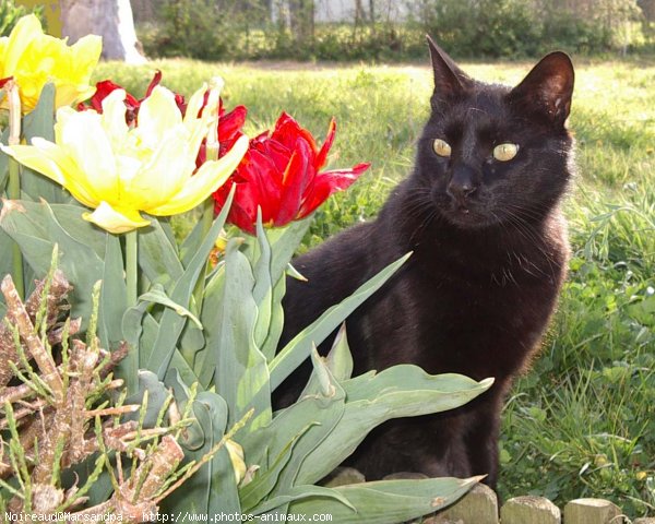 Photo de Chat domestique