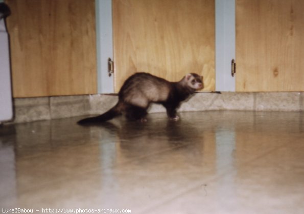 Photo de Furet