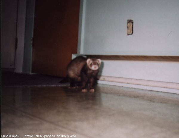 Photo de Furet