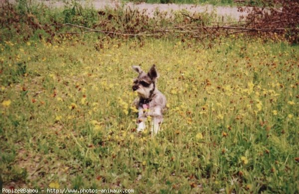 Photo de Schnauzer gant