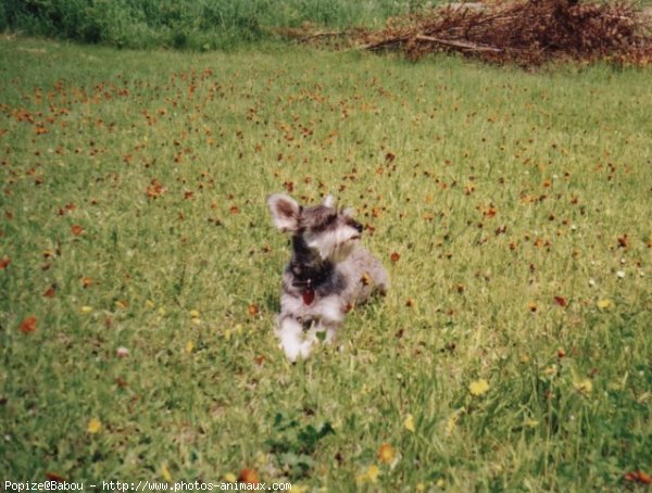 Photo de Schnauzer gant