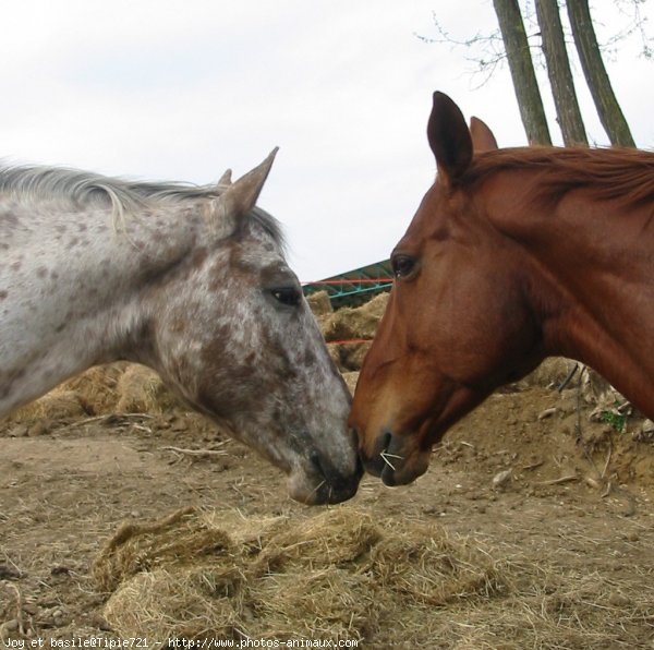 Photo de Races diffrentes