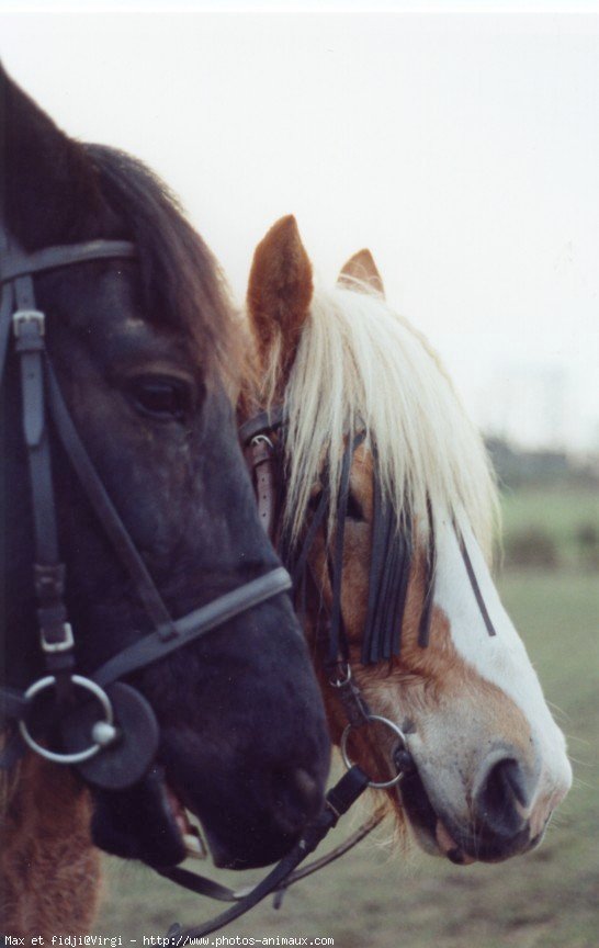 Photo de Races diffrentes