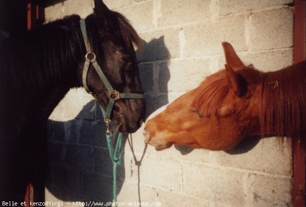 Photo de Races diffrentes