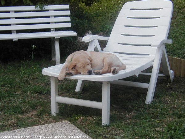 Photo de Labrador retriever