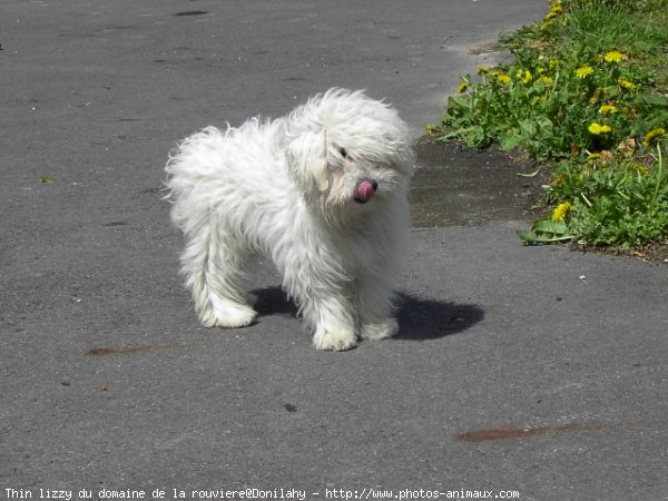 Photo de Coton de tulear