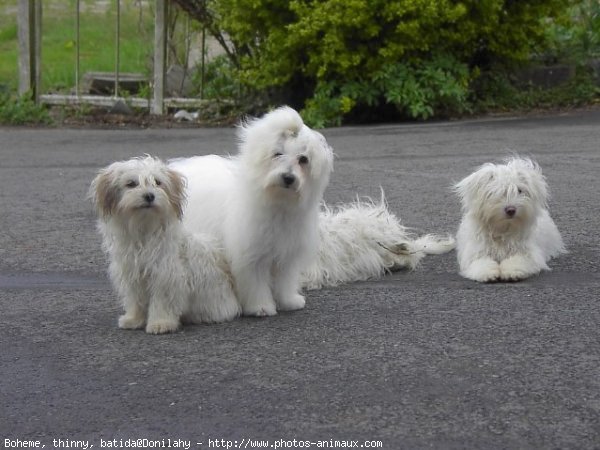 Photo de Coton de tulear