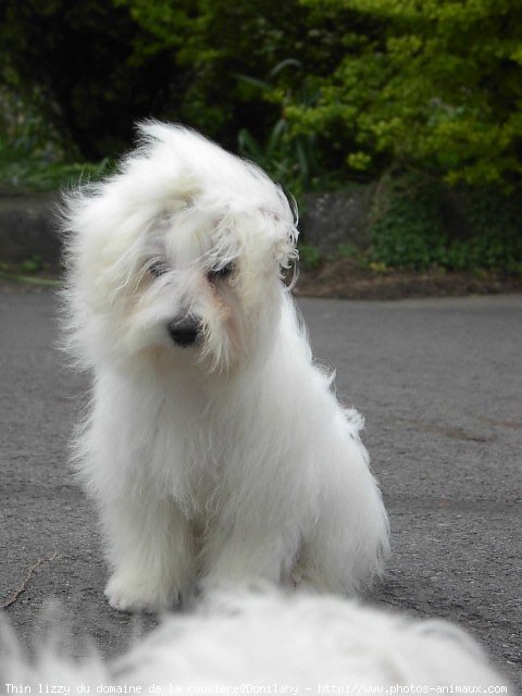 Photo de Coton de tulear