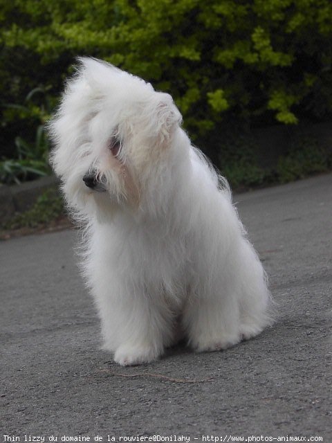 Photo de Coton de tulear