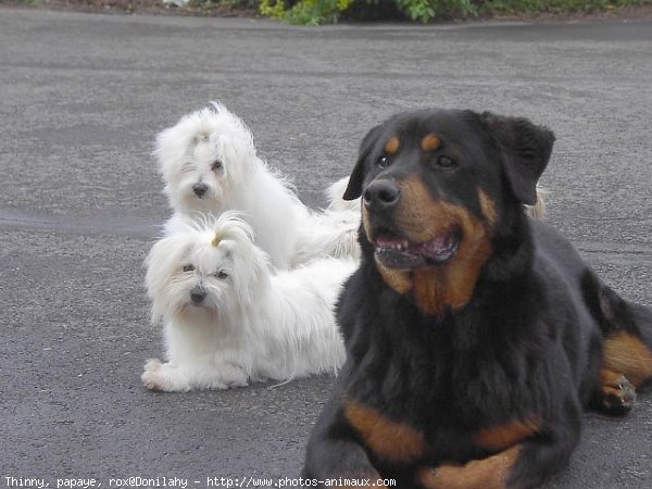 Photo de Coton de tulear