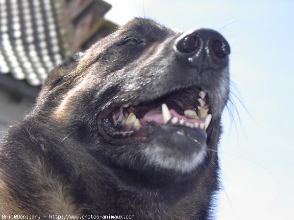 Photo de Berger belge malinois