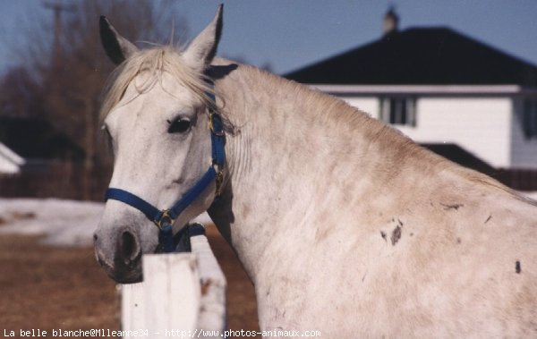 Photo de Races diffrentes