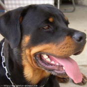 Photo de Rottweiler