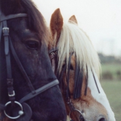 Photo de Races diffrentes