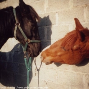 Photo de Races diffrentes