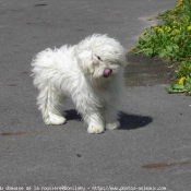 Photo de Coton de tulear