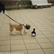 Photo de Shih tzu