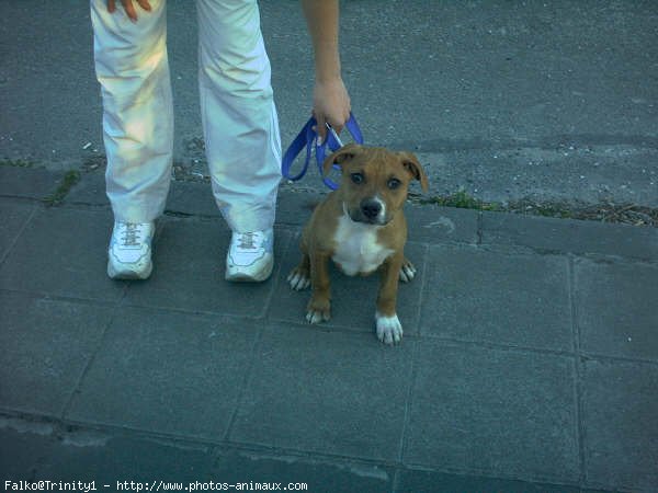 Photo d'American staffordshire terrier