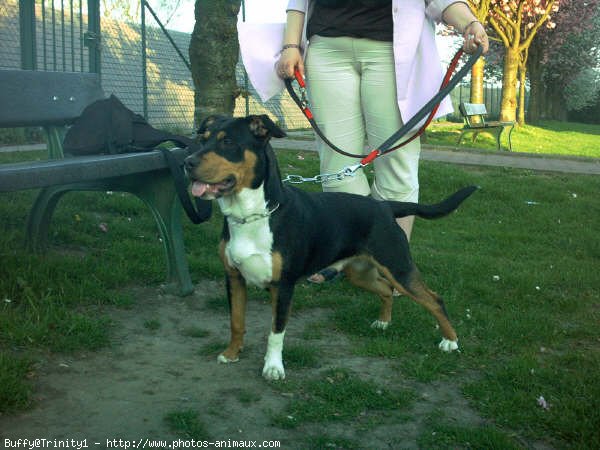 Photo d'American staffordshire terrier