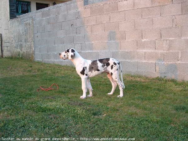 Photo de Dogue allemand